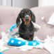 Dachshund puppies